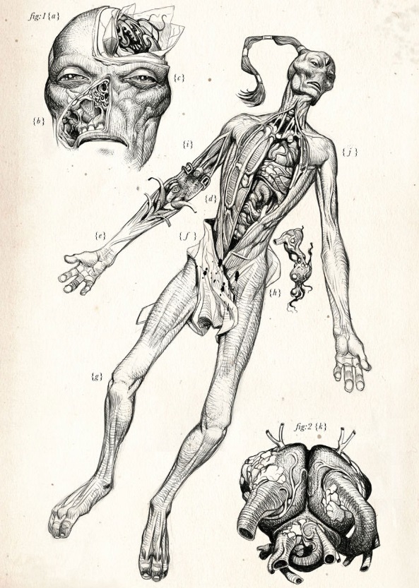 T'au Warrior Dissection Art